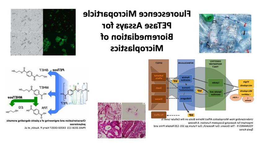 微塑料生物修复的荧光微粒PETase测定 