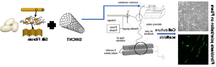 丝-碳纳米管复合纤维及其在成纤维细胞刺激组织再生中的应用
